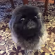 Pekingese from Russia