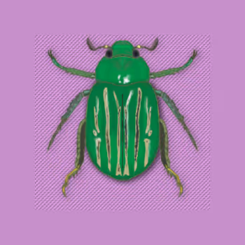 Meet the Beetles