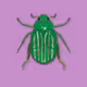 Meet the Beetles
