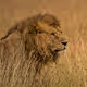 [Icons of Africa]