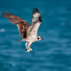 Pure Wing
