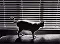 Lily le chat