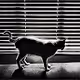 Lily le chat