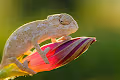 Tiny baby chameleons