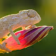Tiny baby chameleons