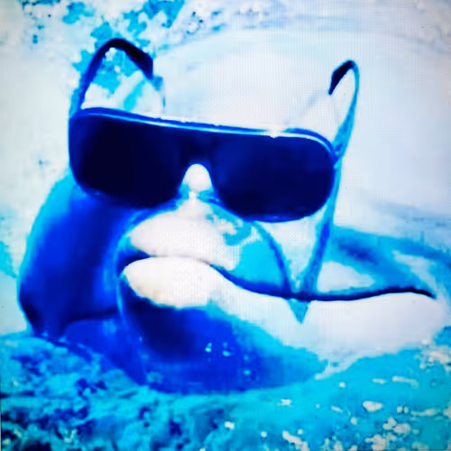 Steve the Dolphin Collection