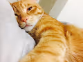A Cat Picture Taken By A Cat - old V2