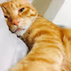 A Cat Picture Taken By A Cat - old V2
