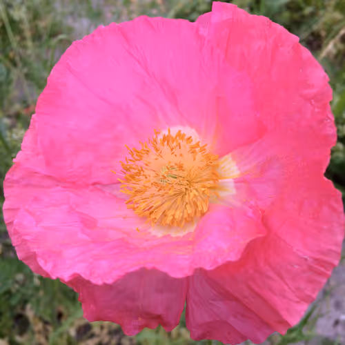 DbyD Nature collection