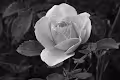 Black and white Nature photography