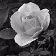 Black and white Nature photography