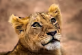 Safari Experiences