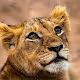 Safari Experiences