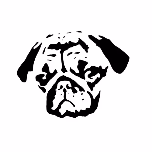 Habibi_the_Pug Collection
