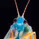 Insect Portrait Series
