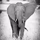 Wild Beauty in B&W