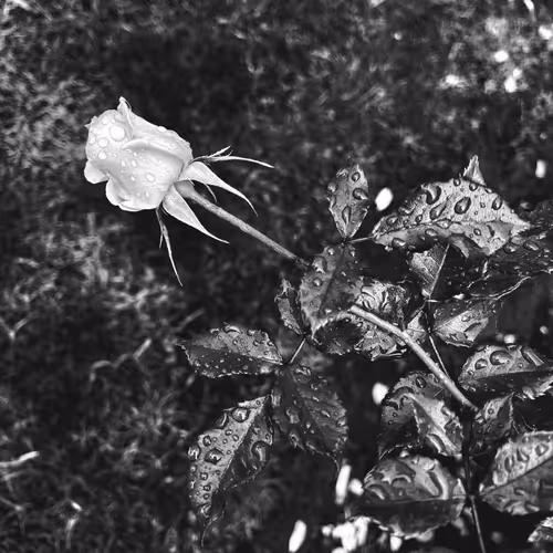 Editions by Sara Phillips