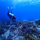 Mexican Caribbean Reefs