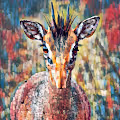 Dik-Dik
