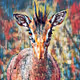 Dik-Dik
