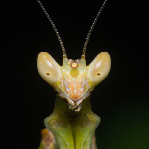 World of Macro