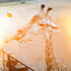 Traveling Zoo