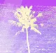 Hella Palms