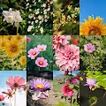 The Blooming moment