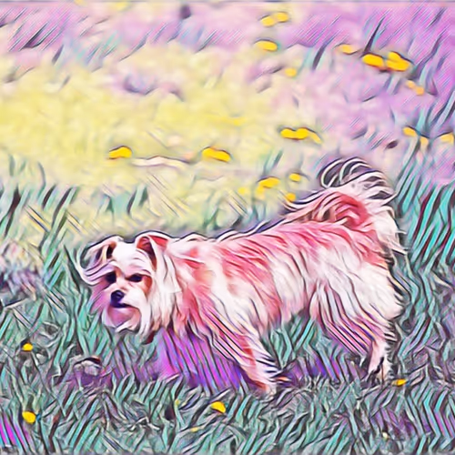 Coolest dogs on the blockchain