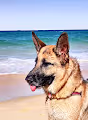 Sheeba
