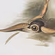 Audubon 2020 Molten