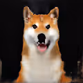 Shiba Inu and a Brain