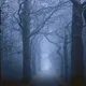 Fairy Forests by Albert Dros