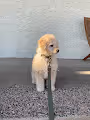 Only Pups