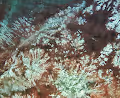 CHALCEDONY INCLUSION - old