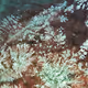 CHALCEDONY INCLUSION - old