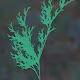 Ash Fern