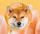 Shiboshis Shiba Inu DOGE SHIB
