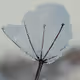 Winter Flowers by Alina Trifan