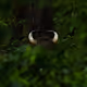 Wildlife Expeditions