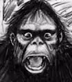 Yowie