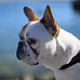 Django Collection | The French Bulldog - old