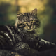 Nine Lives Editions