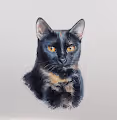 cat12cat - old