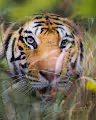 Hymns of the wild