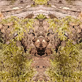 forest spirits V2