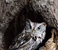 Canadian Raptors Vol. I - Autumn