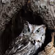 Canadian Raptors Vol. I - Autumn