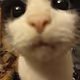 Cats - Ovidium - old