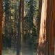 tree stuff